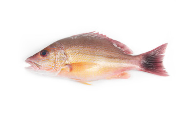 Red Snapper