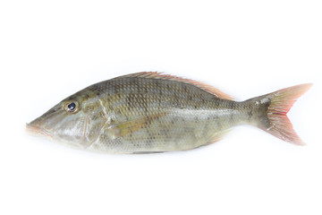 Longfeace fish on white background