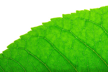Green leaf. Macro image