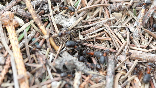 ant macro video