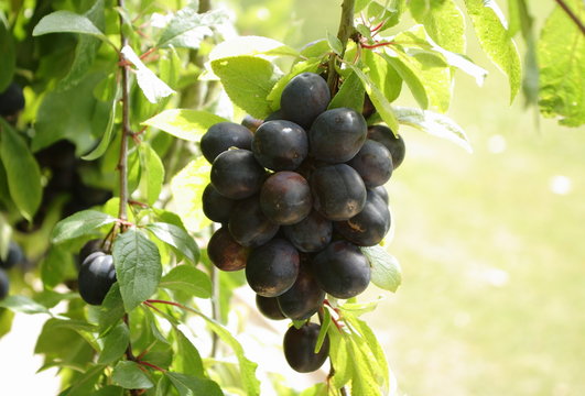 Pflaumen, Prunus domestica, am Baum
