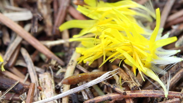 ants with flower