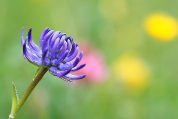 Teufelskralle (Phyteuma) Rampion