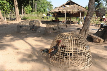 Galli si sfidano in una fattoria sull'isola di Don Det, Laos