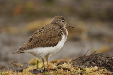 Chevalier guignette 4