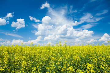 Flowering canola or rapeseed field