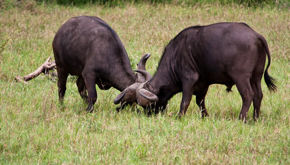 Two buffalo bulls fighting