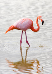 Caribbean flamingo