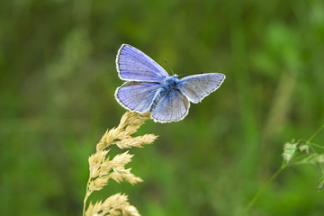 farfalla licenide blu su filo d'erba (macro)