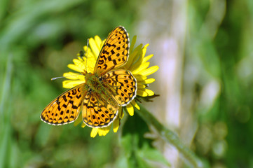 schmetterling auf blume