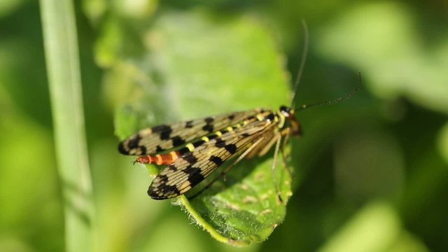 Skorpionsfliege