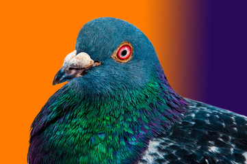 00310 - Pigeon 01 - gradient BG