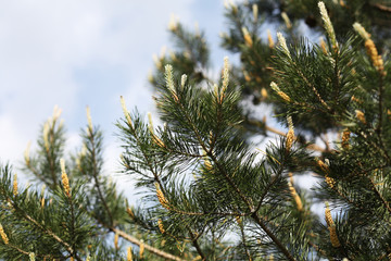 Fototapeta na wymiar spruce branches