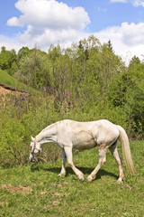 Obraz na płótnie Canvas White horse