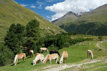 Naklejka premium Horses