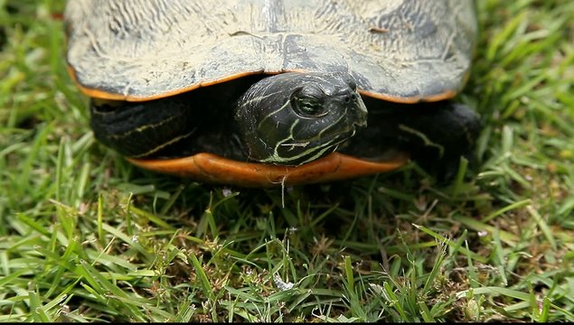 Schildkr&ouml;te