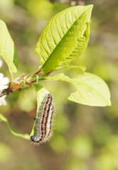 Worms on green leaves in the garden