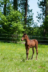 Fototapeta premium Fohlen auf der Koppel - Wiese