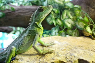 Lézard Vert