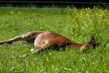 Fohlen auf der Koppel - Wiese beim schlafen