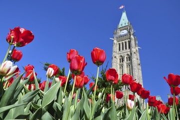 Tulip Festival in Ottawa - obrazy, fototapety, plakaty