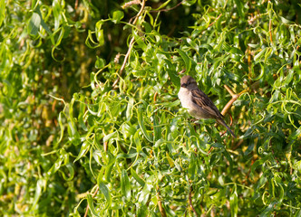 Moineau dans les branches