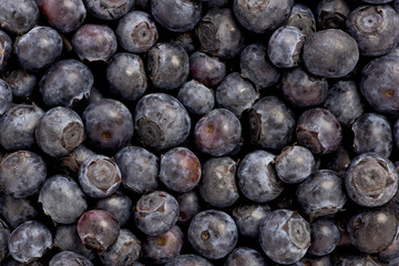Blueberries (Vaccinium corymbosum)