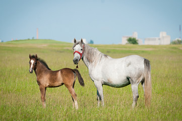 Fototapeta premium Foal with a mare on a summer pasture