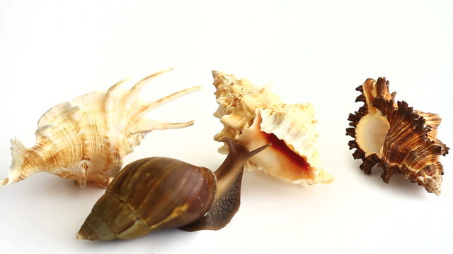 Giant snail choosing a shell on white background