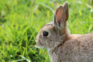 Wild rabbit