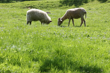 Walachenschafe grasen auf Frühlingswiese