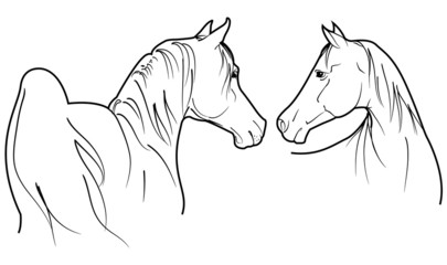 horses vector
