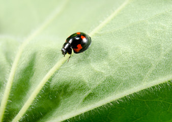 Vierfleckiger Kugelmarienkäfer, seitlich