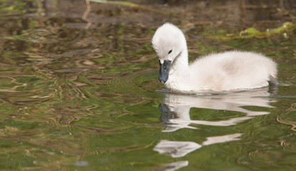 A cygnet is swimming in the water