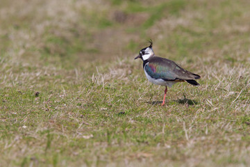 Lapwing in a field