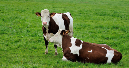 Vaches Montbéliardes