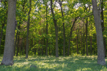 Поляна в лесу