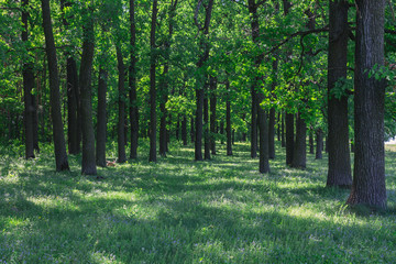 Поляна в лесу