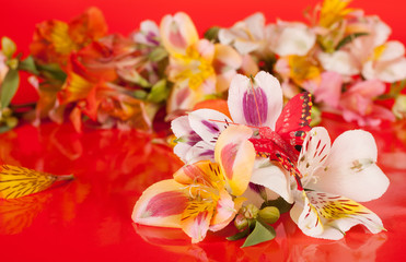 Alstroemeria flowers on a red background