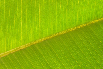 Green leaf background texture