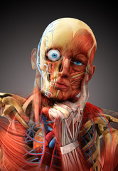 anatomy concept © adimas
