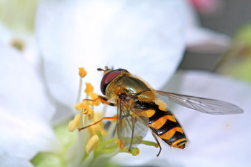 yellow wasp on aple tree flower