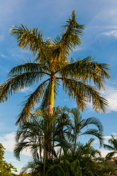 palm tree, perspective view from the bottom up