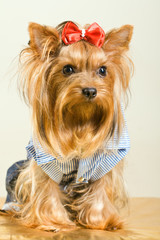 Yorkshire Terrier dog in clothes with red bow