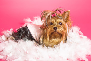 Yorkshire Terrier dog on pink background