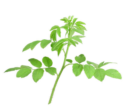 Young branch of dog-rose with green leafs