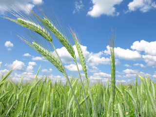 green wheat field