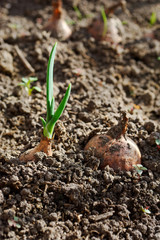 Two onions in the soil with fresh leaves