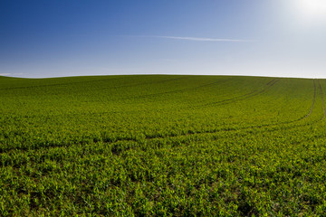 Fototapeta na wymiar Green field on blue sky background