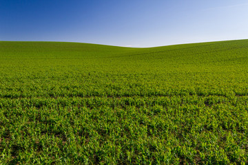 Fototapeta na wymiar Green area on blue sky background